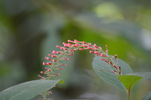 Spotting Image 1