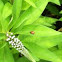Ladybug