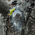 Diadem Spider Egg House