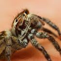 Jumping Spider