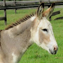 Donkey