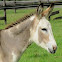 Donkey