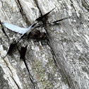 Common whitetail