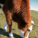 MRIJ Cow