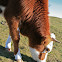 MRIJ Cow