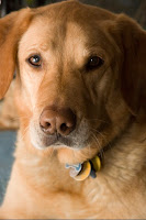 bounced_flash_sidelight_photograph.jpg