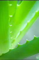Photography_Rule_Fill_Frame.jpg