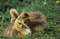 Bird_Photography_4.jpg