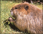Beaver eating