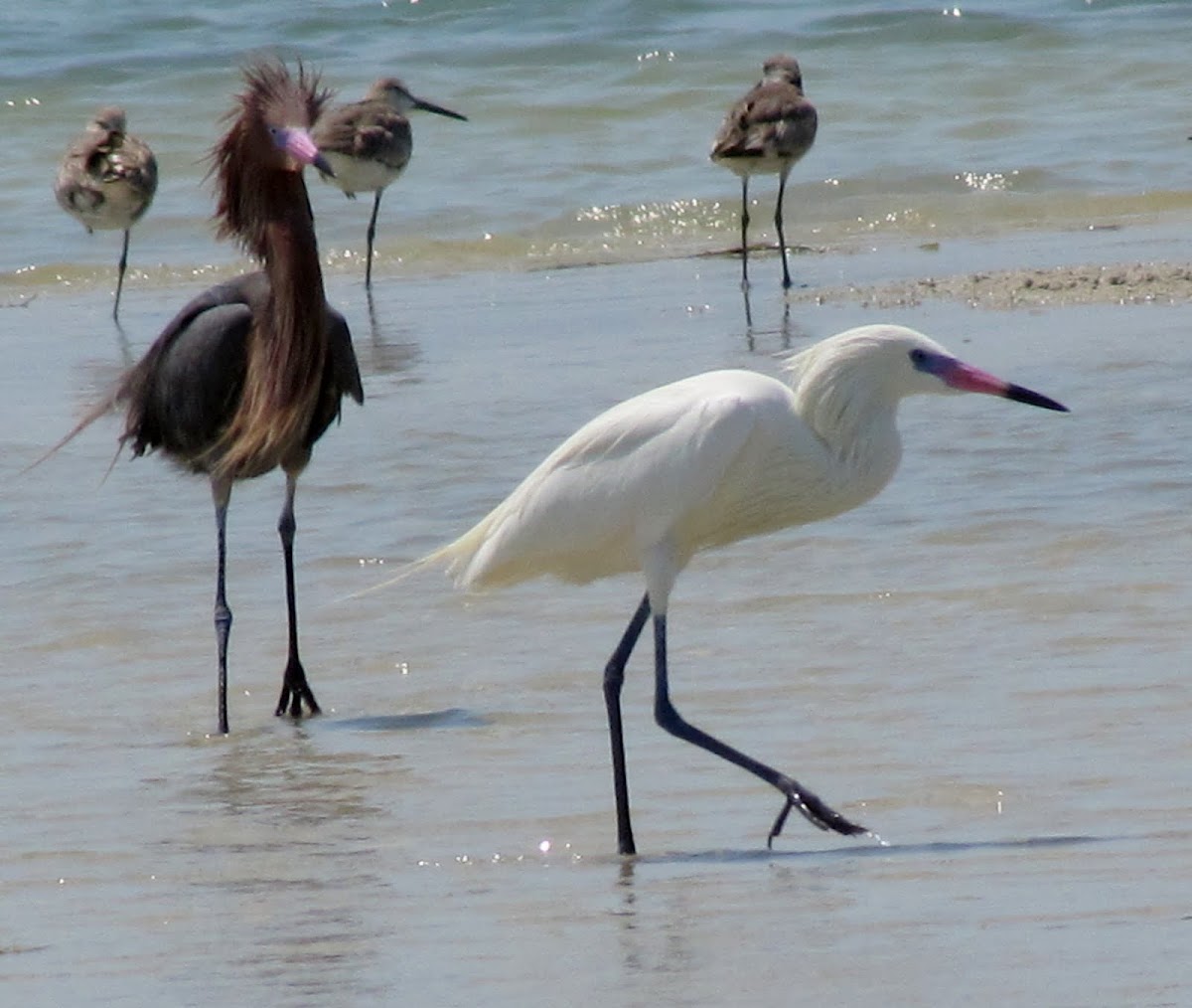 White Morph Reddish Egret