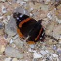 Red Admiral