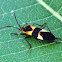 Large Milkweed Bug