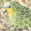 Orange-winged Amazon