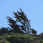 Monterey Cypress