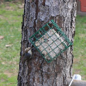 Brown-headed Nuthatch
