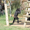 Chimpanzé