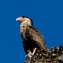 Crested caracara