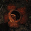 Rafflesia