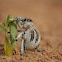 Lily weevil