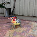 Red-and-yellow Barbet