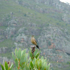 Karoo Robin