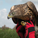 Northern Goshawk