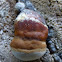 Fomitopsis