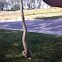 Garter Snake