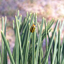 Striped cucumber beetle
