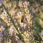 Abella [Anthidium]
