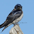 purple martin