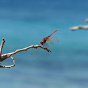 Dragonfly (Libellula)