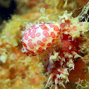 Margarita Egg Cowry