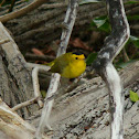 Wilson's Warbler
