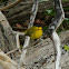 Wilson's Warbler