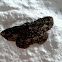 Mottled Beauty (variabele spikkelspanner)