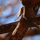 Cicada
