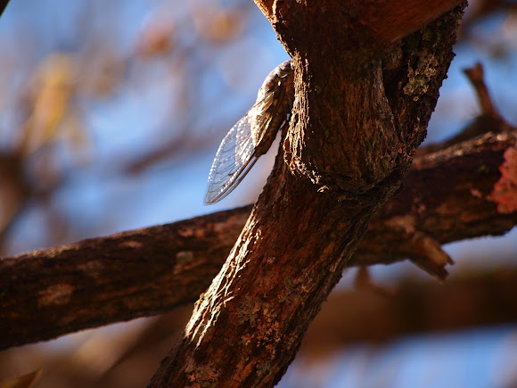 Spotting Image 1