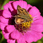 Fiery skipper