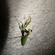 praying mantid