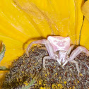 Crab Spider