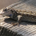 Western Fence Lizard