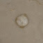 jelly fish
