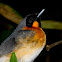 Spectacled Monarch