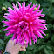 Crisantemo. Chysanthemum