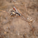 Thread-waisted Wasp species