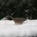 Dunnock
