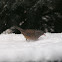 Dunnock