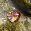 Caracola, caracol de mar