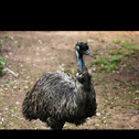 Emu